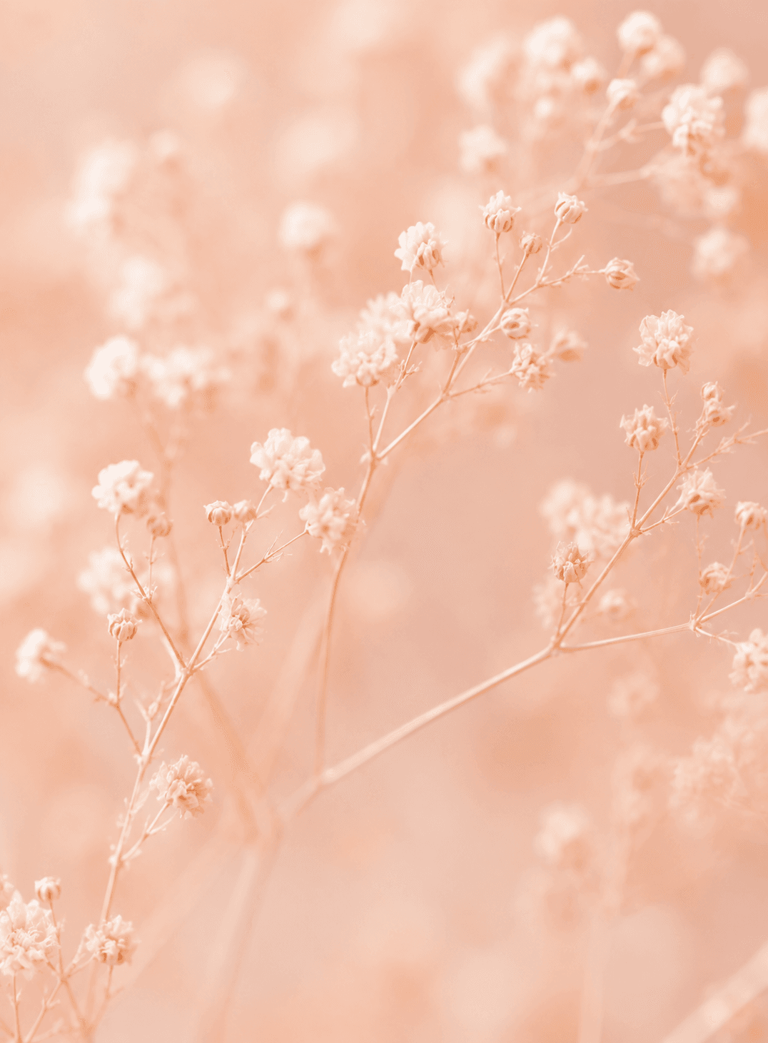 Pink floral texture